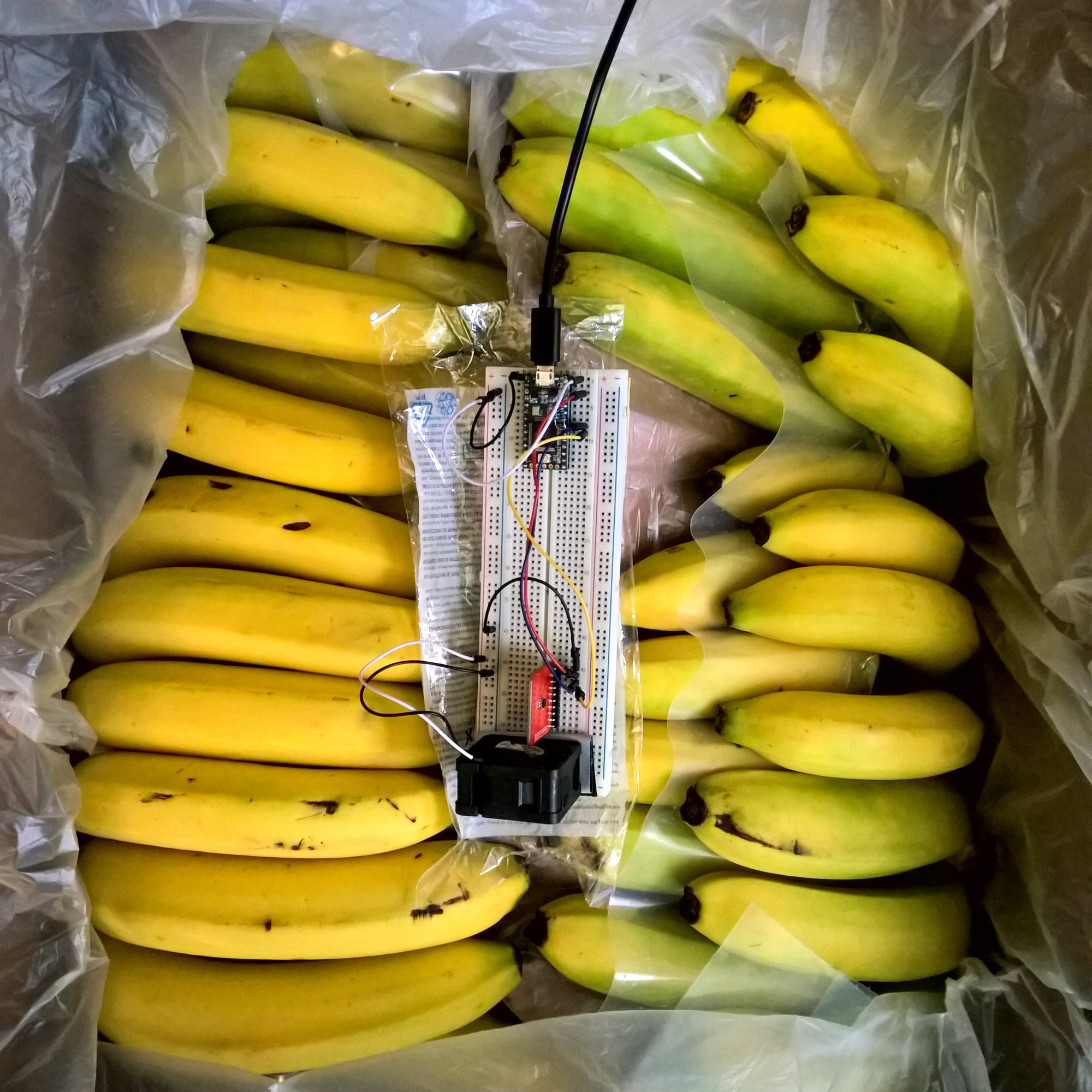 a view down into a box of bananas with a sensor and wires in the center