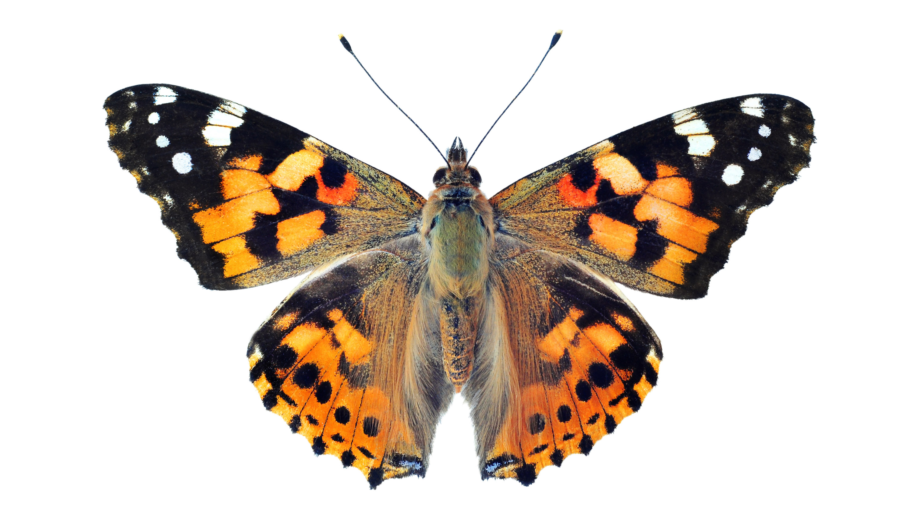 Painted lady butterfly, isolated on white background