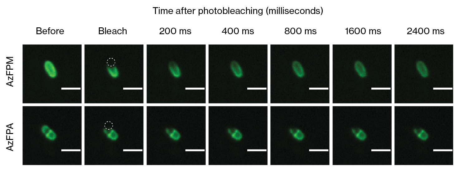 two rows of images comparing AzFPA and AzFPM results across a span of time before and after photobleaching